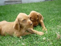 A distinctive feature of the Hungarian vizsla is its coat, short, yellowish-red color of fresh b ...