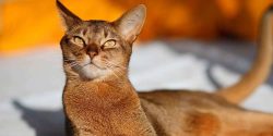 The Abyssinian cat prefers to sit somewhere high and from there follow what is happening. If som ...