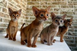 The Abyssinian cat has good endurance and will never release its claws for no reason. She has a  ...