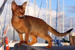 The sunny Abyssinian breed is not only beautiful, but also incredibly mysterious. There is still ...