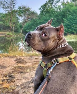 Despite the high level of intelligence and the desire to please its owner, the American Bully is ...