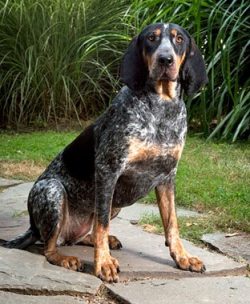 The speckled blue coonhound treats other dogs well, especially if he grew up with them, but it i ...