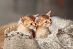 The origin of the royal Abyssinian beauties for a long time was explained by a direct relationsh ...