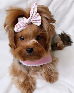 There is no need to specially train Yorkshire terriers for fun, sometimes they themselves come u ...