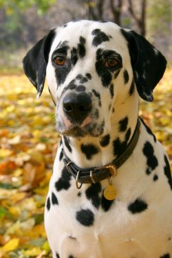 However, he is prone to dominant behavior. This applies mainly to males. Dalmatian bitches are m ...