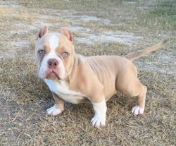 Dog owners describe the breed as quite cumbersome to train at home. Once in the hands of a begin ...
