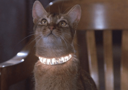 Abyssinian first impressed people at the London Crystal Palace Cat Show in 1871.
