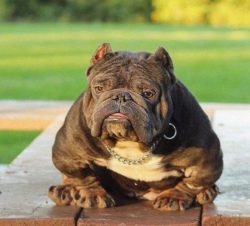 Caring for the American Bully is not much different from caring for a representative of another  ...