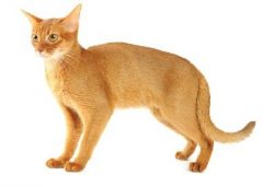 Abyssinians are people-oriented, they can demand your attention, they love affection. The more l ...