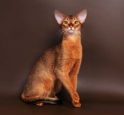 Abyssinians are fearless and can get into trouble if not properly controlled. During the game, t ...