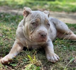 American bullies don’t need regular bathing. It is enough to wipe the dogs with a damp tow ...