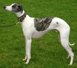 Whippet is a breed bred in Great Britain, the dog belongs to the Greyhound category. 