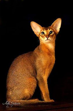 To say that Abyssinians show intense curiosity about everything around them is an understatement ...