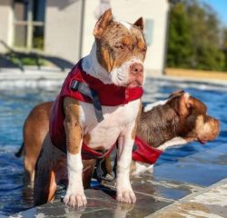 The eyes of the American Bully need regular examination, especially after a walk in windy weathe ...