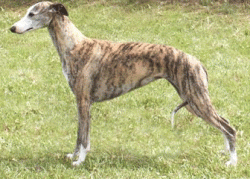 The jaws of the dog are powerful, the bite is a scissor, the eyes are attentive, oval in shape,  ...