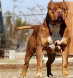 Despite the high activity of American bulls, the natural grinding of the claws on a hard surface ...