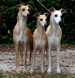 The neck of the dog is muscular, long, elegantly contoured. The loin is powerful, the back is mu ...