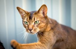 Abyssinian cats live in all three dimensions, making full use of vertical space and not being af ...