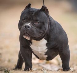 In the winter season, it is necessary to carefully examine the pads of the American Bully paws:  ...