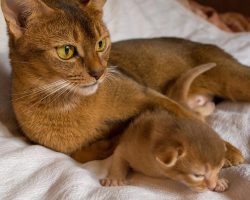 Sunny cats are incredibly playful even in adulthood. When they play, they give themselves up to  ...