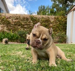 Nutrition plays a central role in the full development of the American Bully. Dog owners claim t ...