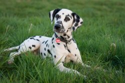 Remember, if you do not contribute to the release of the dog’s natural energy accumulated  ...