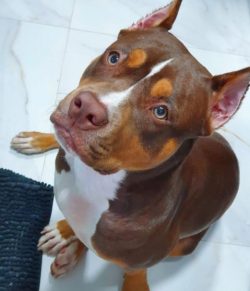 The advantage of ready-to-eat foods for American Bully is the correct proportions of vitamins an ...