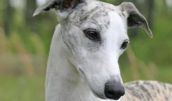 When the dog moves, the tail should come up in a smooth arc and not roll over the back. The limb ...