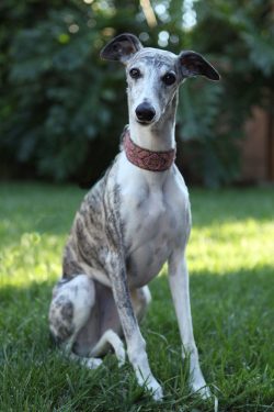 Others argue that the Whippet was bred in the years 1840-1850 as a result of crossing between te ...