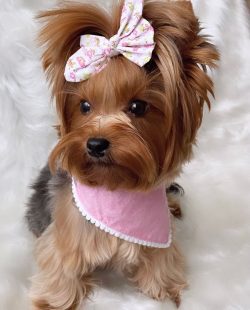 The Yorkshire Terrier has its own attitude towards food. It is quite common for him not to lick  ...