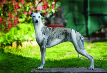 The Whippet is a small English greyhound that was bred back in the 18th century. 