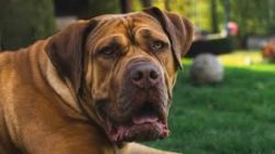 A properly raised Boerboel is very patient with children and easily forgives the little ones, ev ...