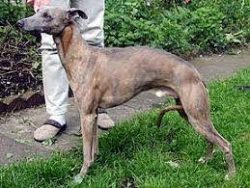 Due to their nature, whippets are suitable for beginners in dog breeding, which makes them popul ...