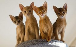Despite the fact that Abyssinian cats are royal, they do not behave like a king, but at the same ...