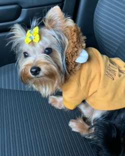 Bathing, combing, haircutting – for some reason, Yorkies do not particularly like these pr ...