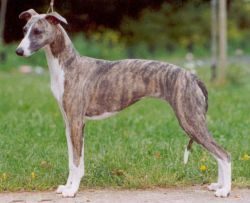 The Whippet is a breed of small English greyhounds, and the first evidence was mentioned as earl ...