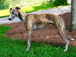 Initially, the whippet was very different from the modern breed standard, so for a long time, th ...