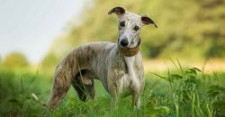 The Whippet appeared in England only after the creation of another iconic English greyhound bree ...