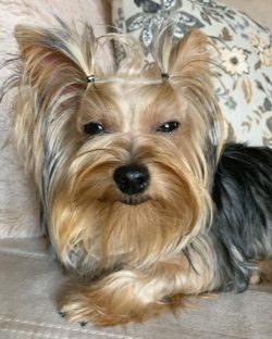 In the morning and evening, clean the corners of the dog’s eyes with a damp cloth or a spe ...