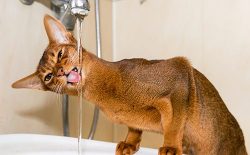The Abyssinian cat is the embodiment of mystery and grace. They are surprisingly graceful and be ...