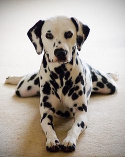An inexperienced dog breeder may have difficulties raising a representative of this breed. First ...