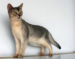 Some believe that Abyssinians are generally the ancestors of all breeds of domestic cats, arguin ...