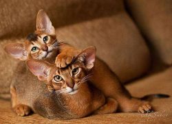 Ticking is the type of color of the Abyssinian cat, in which each hair of the animal is painted  ...