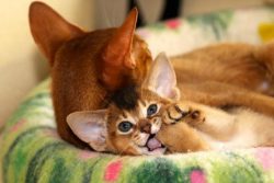 Abyssinian cats are distinguished by high stress resistance and socialization, therefore they ge ...