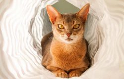 Despite a clear, pronounced focus on a person and devotion to him, Abyssinians are quite indepen ...
