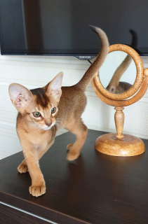 The Abyssinian cat requires a fairly large space and does not feel well in locked rooms, and eve ...