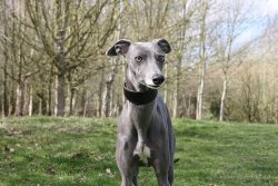 Greyhounds could only be allowed to be kept by high-class people, while ordinary peasants needed ...
