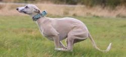 The smallest Greyhounds were selected for breeding the Whippet, which was crossed with a variety ...