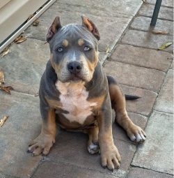 American Bully adores children, is ready to endure all their antics, and play all day long. And  ...