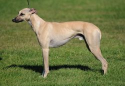 The main descendant, in addition to the Greyhound, was the Bedlington Terrier – a small lo ...